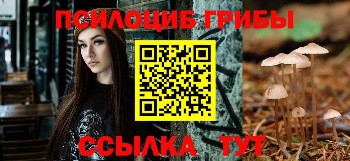 Псилоцибиновые грибы Psilocybe Кирово-Чепецк
